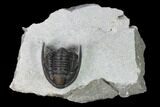 Cornuproetus Trilobite Fossil - Issoumour, Morocco #165897-1